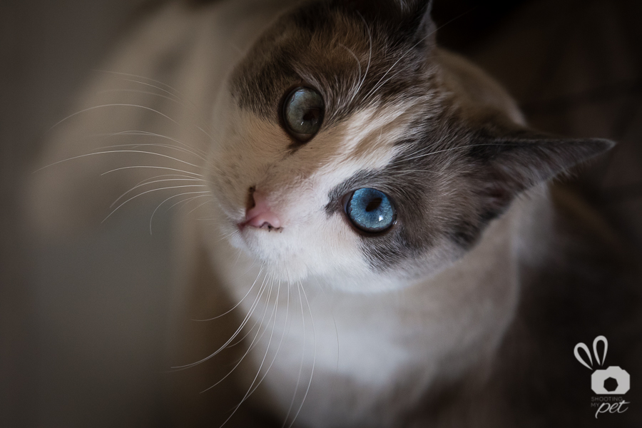 Servizi fotografici Gatti