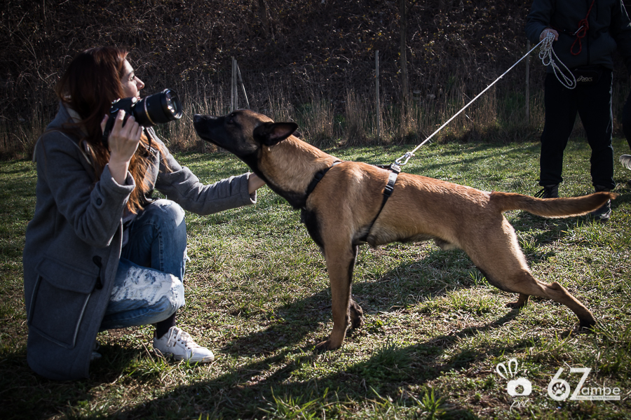 Servizi fotografici per cani a Brescia