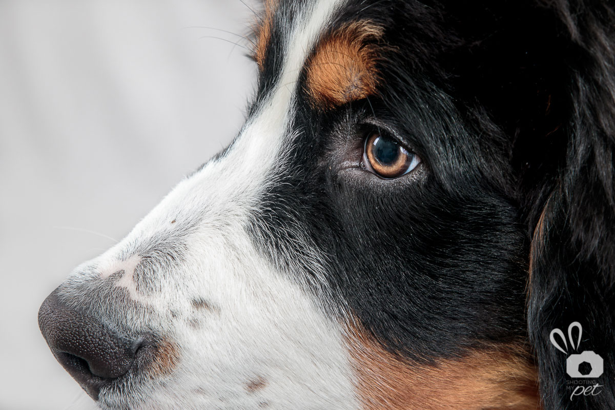 Servizi fotografici per cani a Brescia