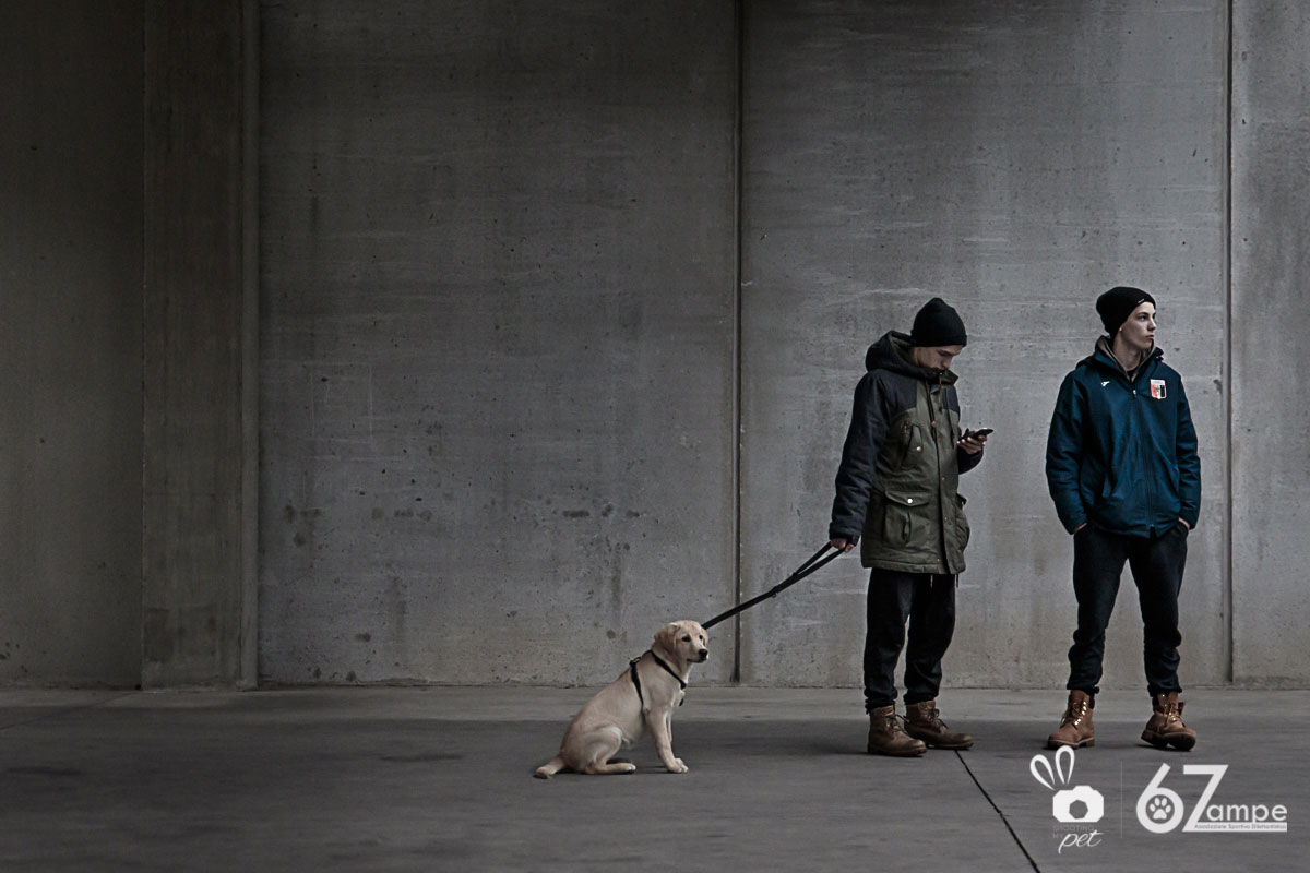 Servizi fotografici per cani a Brescia