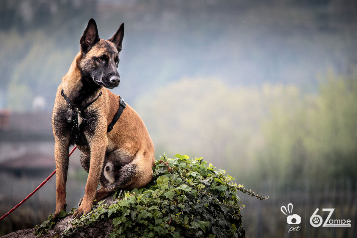 Servizi fotografici per cuccioli