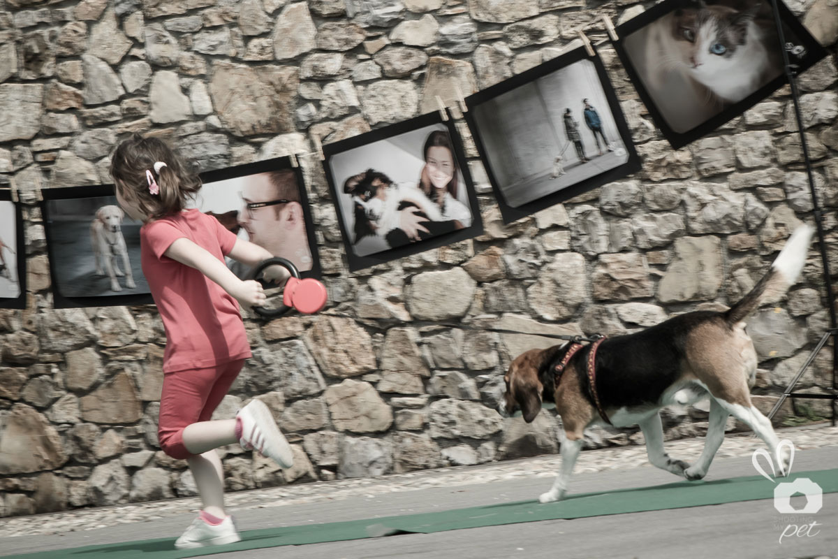 Servizio fotografico Beagle