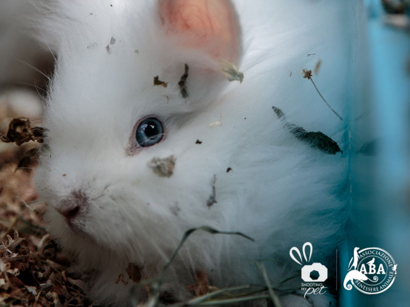 Fotografie associazioni animali