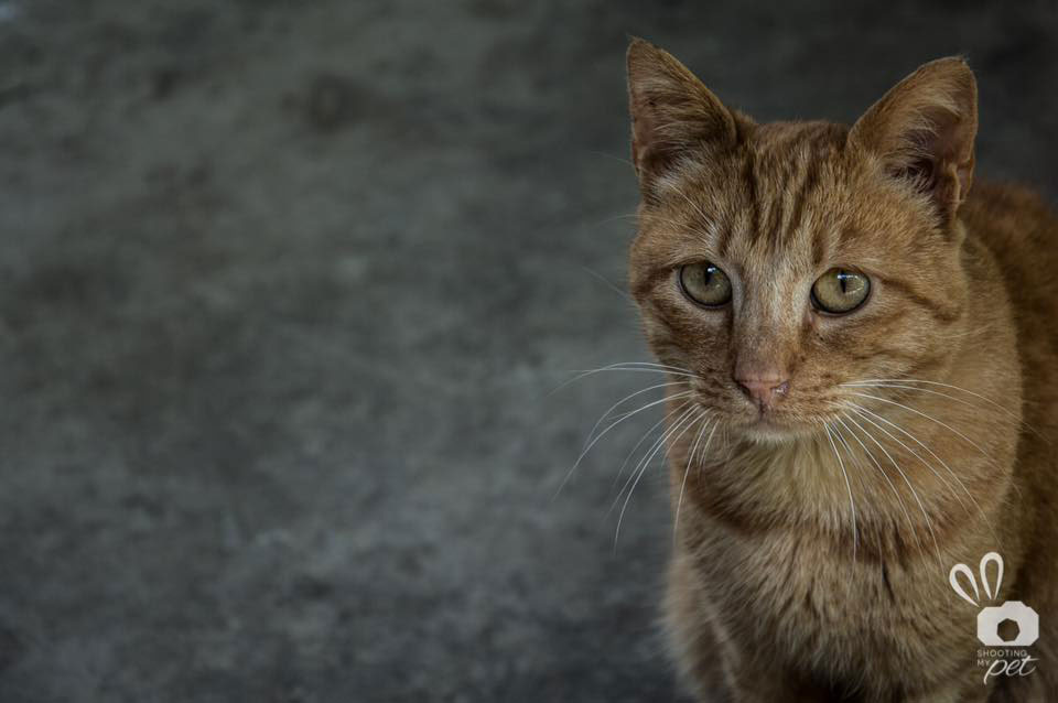 Fotografie gatti randagi