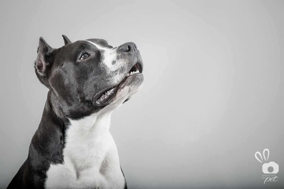 Servizi fotografici per cani a Bergamo
