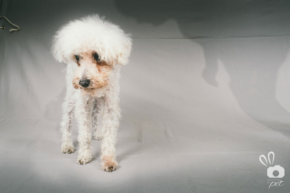 Servizi fotografici per cani a Brescia