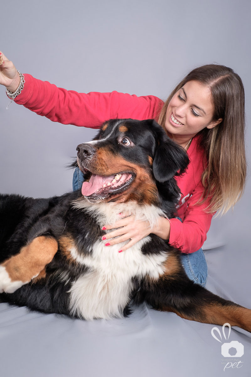 Servizio fotografico Bovaro del Bernese