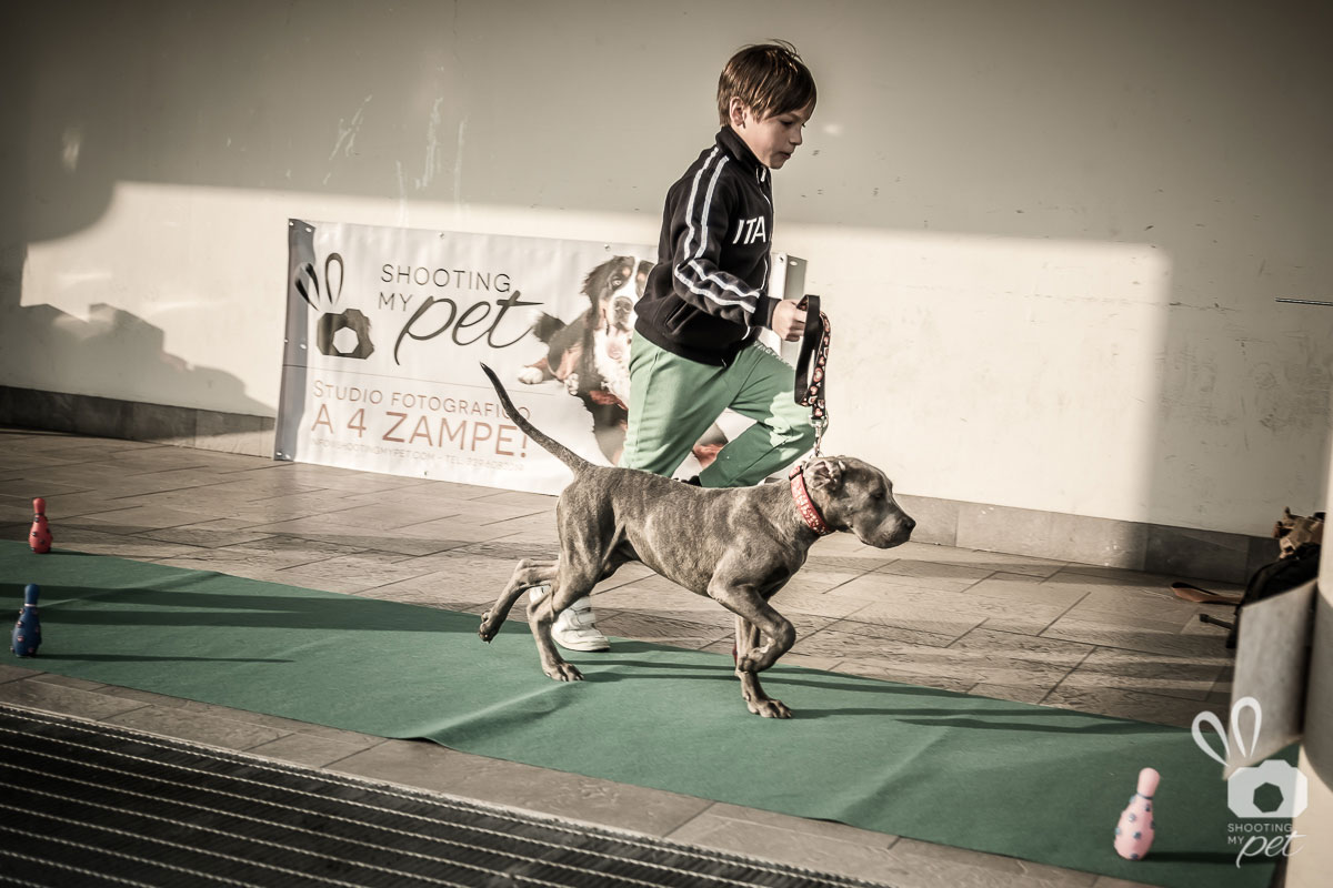 Fotografie sfilata canina