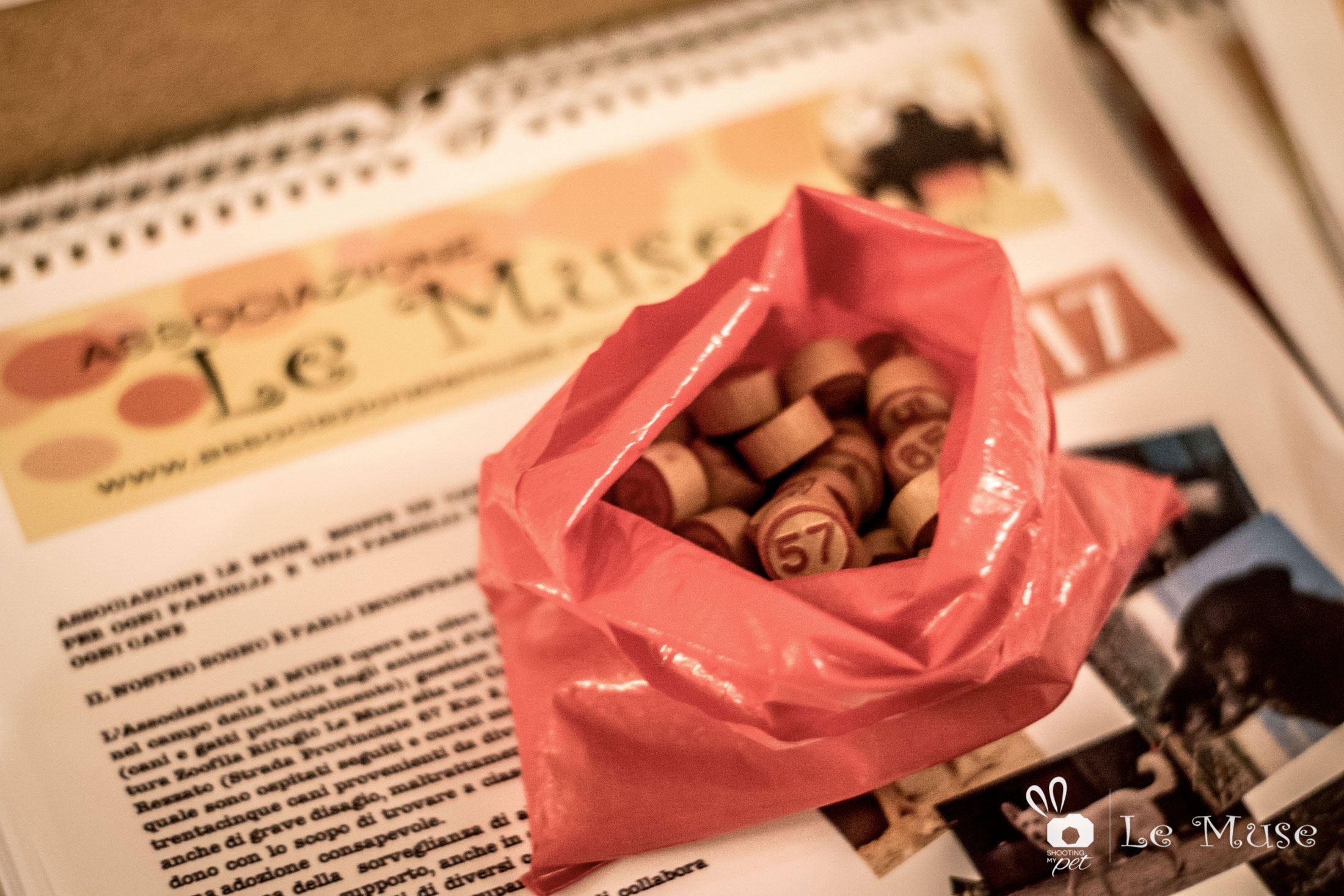 Beneficenza canile rifugio