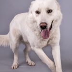 Ritratti di famiglia