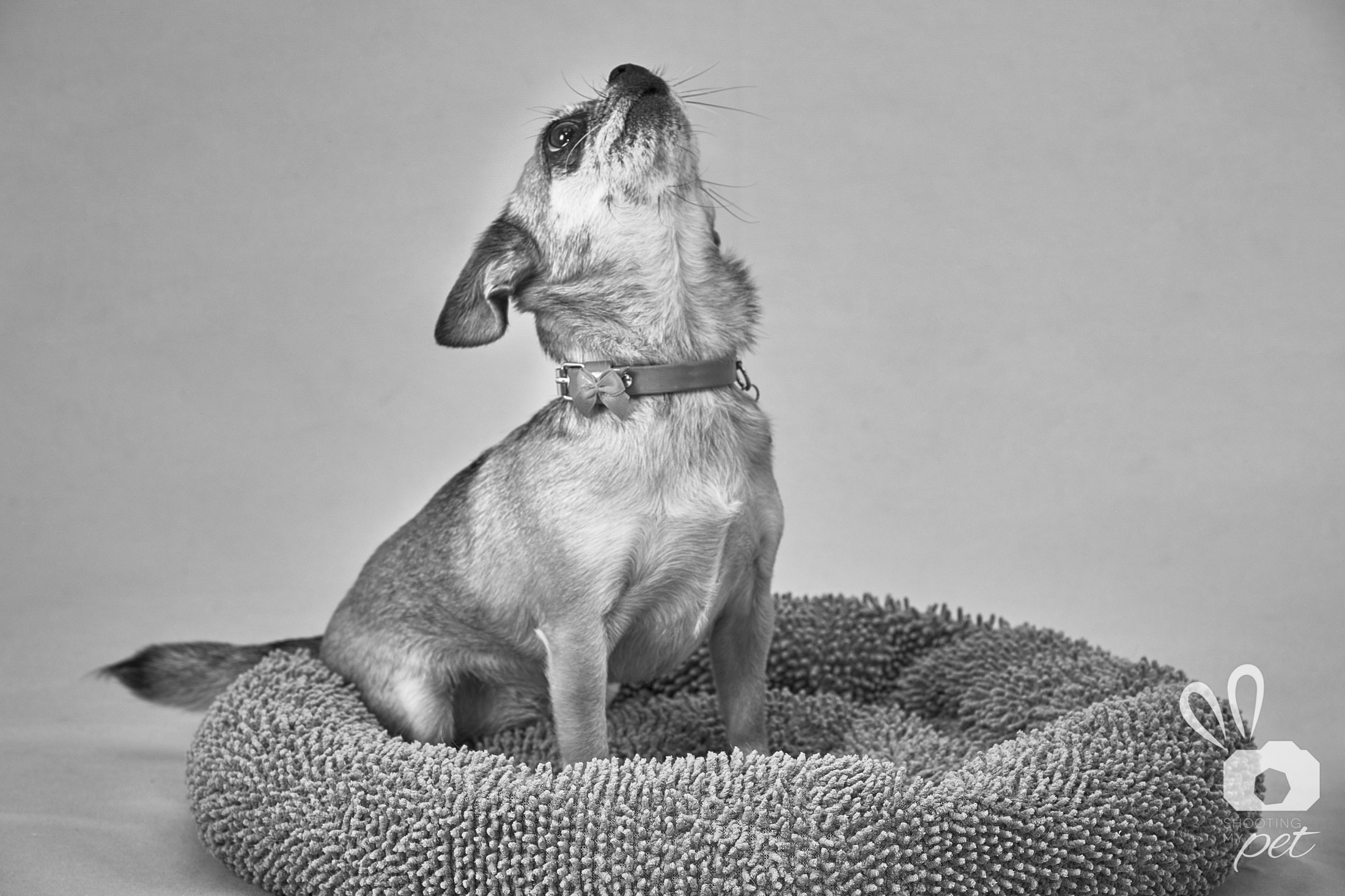 Servizio fotografico chihuahua