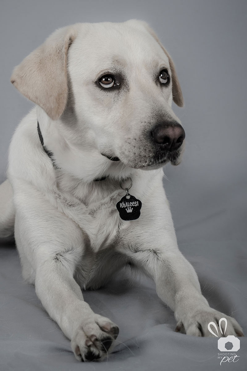 Servizio fotografico labrador