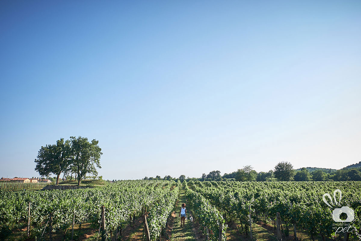 Fotografie Jack Russell