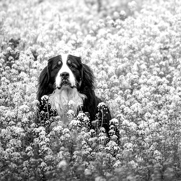 Servizi fotografici animali all'aperto